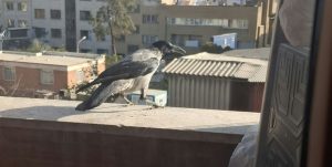 کلاغ نشسته بر لب ایوان