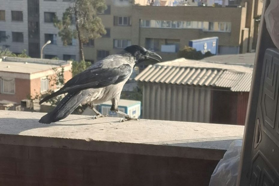 کلاغ نشسته بر لب ایوان